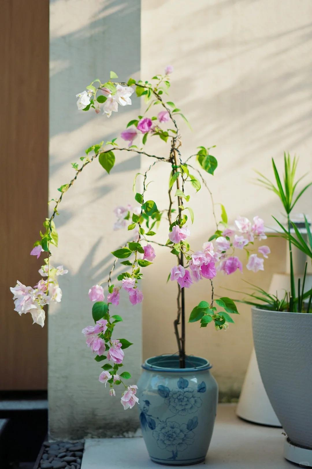 Cây hoa giấy chồng tôi trồng Cây hoa giấy chồng tôi trồng