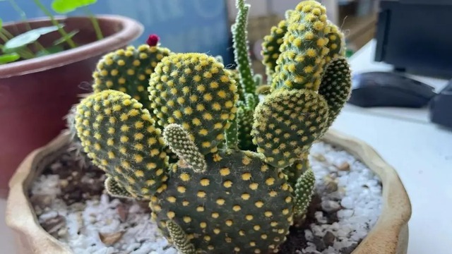 Người đàn ông Trung Quốc làm gì cũng giỏi, chỉ "chuyện này" là... lực bất tòng tâm- Ảnh 4. Người đàn ông Trung Quốc làm gì cũng giỏi, chỉ "chuyện này" là... lực bất tòng tâm- Ảnh 4.