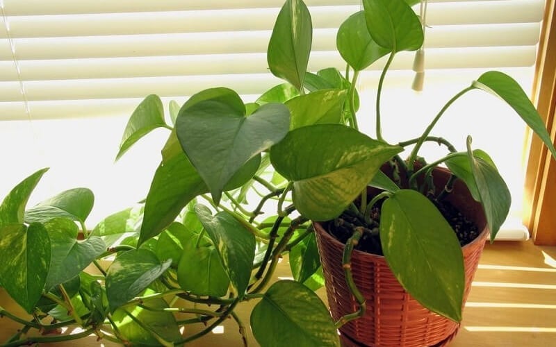 Người đàn ông Trung Quốc làm gì cũng giỏi, chỉ "chuyện này" là... lực bất tòng tâm- Ảnh 6. Người đàn ông Trung Quốc làm gì cũng giỏi, chỉ "chuyện này" là... lực bất tòng tâm- Ảnh 6.