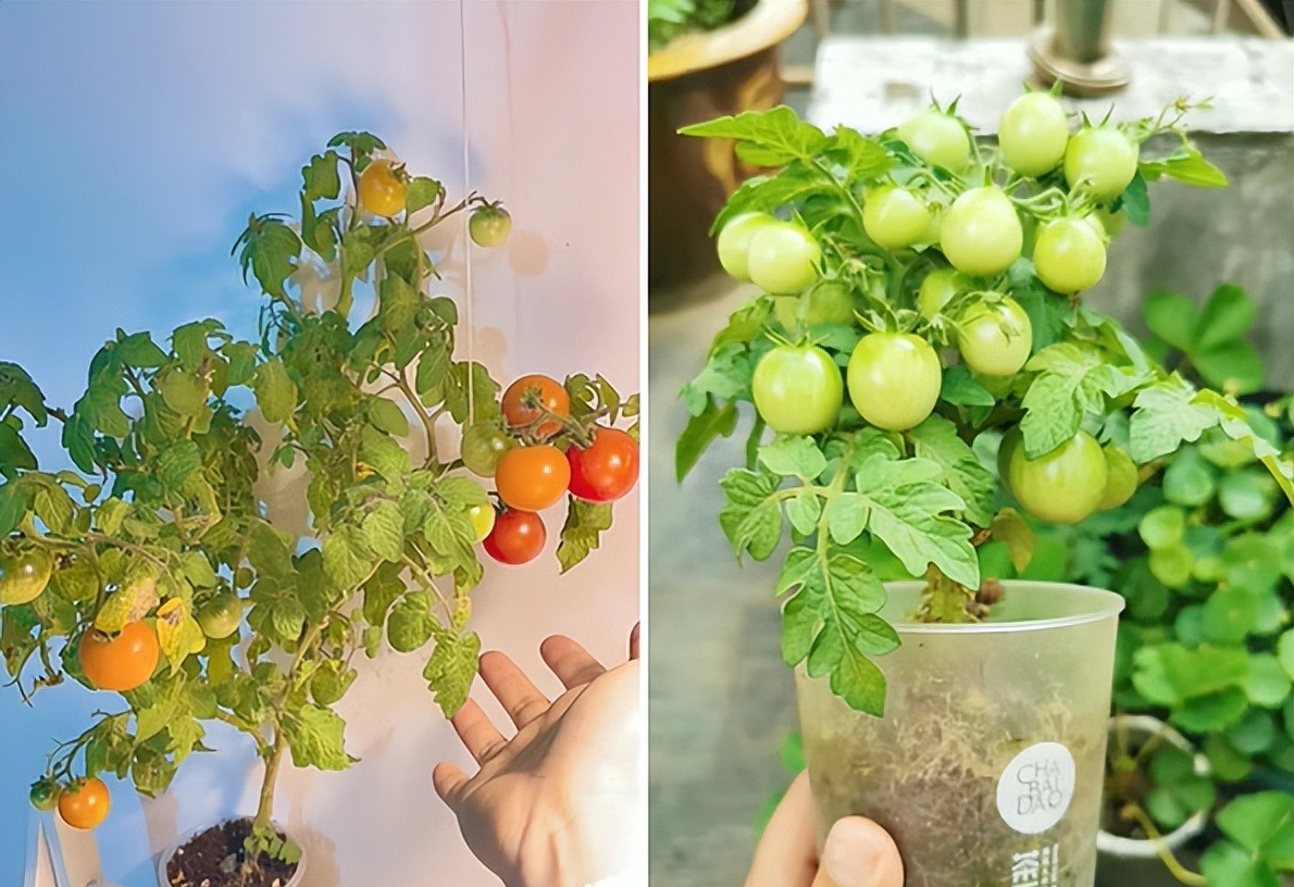 Sau khi uống hết ly trà sữa, cô gái làm 1 điều khiến cả cõi mạng thừa nhận: Đỉnh nóc!- Ảnh 3. Sau khi uống hết ly trà sữa, cô gái làm 1 điều khiến cả cõi mạng thừa nhận: Đỉnh nóc!- Ảnh 3.