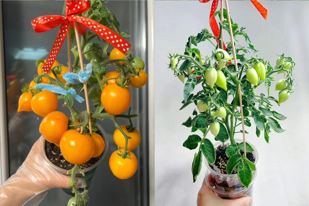 Sau khi uống hết ly trà sữa, cô gái làm 1 điều khiến cả cõi mạng thừa nhận: Đỉnh nóc!- Ảnh 4. Sau khi uống hết ly trà sữa, cô gái làm 1 điều khiến cả cõi mạng thừa nhận: Đỉnh nóc!- Ảnh 4.
