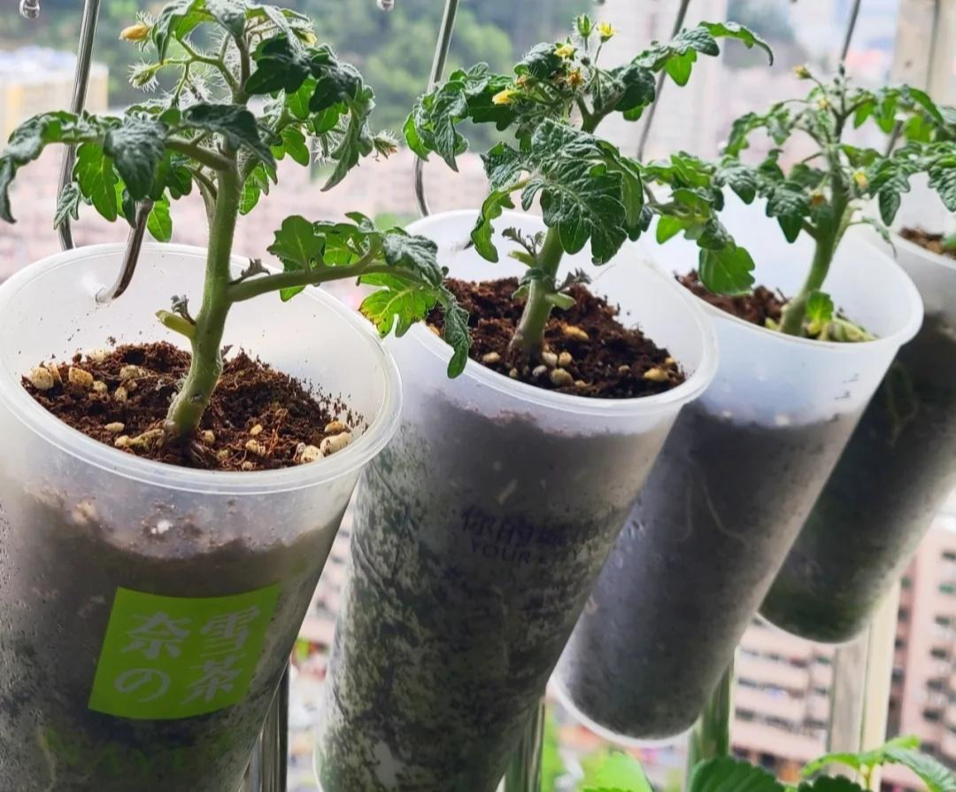 Sau khi uống hết ly trà sữa, cô gái làm 1 điều khiến cả cõi mạng thừa nhận: Đỉnh nóc!- Ảnh 5. Sau khi uống hết ly trà sữa, cô gái làm 1 điều khiến cả cõi mạng thừa nhận: Đỉnh nóc!- Ảnh 5.