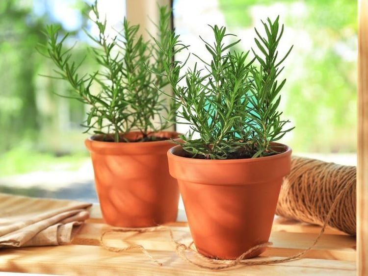 Nước thần tự nhiên giúp tóc mọc nhanh, mềm mượt, hơn hết là giá rẻ và dễ làm- Ảnh 6.
