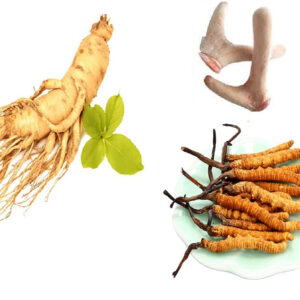 Nhân Sâm - Đông Trùng - Linh Chi